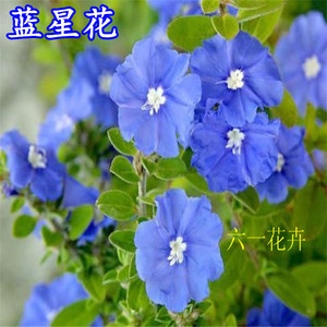 蓝星花苗美洲新品种庭院阳台耐晒花卉好养垂吊植物四季开花不断