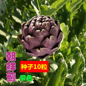 朝鲜蓟种子洋蓟食托菜蓟四季播阳台盆栽观赏食用农家特色蔬菜种子