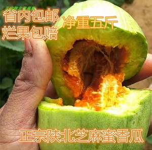 陕北芝麻蜜香瓜甜瓜芝麻小瓜陕北特产现摘现发净重5斤省内包邮