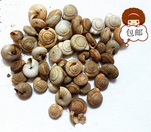 中药材蜗牛壳天螺蛳瓜牛旱蜗牛干货旱蜗牛1斤包邮500克
