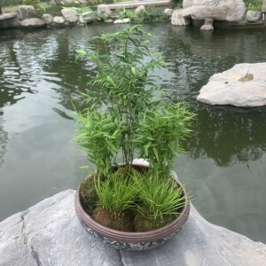 苔藓球水养米竹 菖蒲 姬翠竹耐阴植物小型竹子室内观赏竹盆景包邮