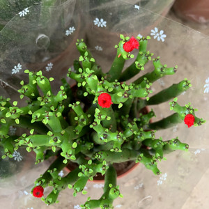 光棍树多肉植物绿珊瑚棒万重山多头彭珊瑚室内吸甲醛绿植花卉盆栽