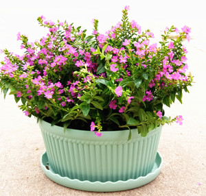 满天星盆栽花卉室内绿植办公室桌面花卉观花植物四季开花常青盆景