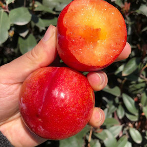 澳洲进口太阳李珠宝李10颗装 新鲜水果黄肉恐龙蛋非樱桃李发顺丰