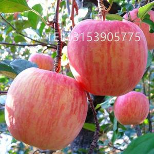 山东烟台栖霞红富士苹果苗矮化新2001条红苹果水晶红富士苹果树苗
