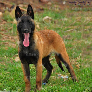 马犬活体幼犬纯种比利时牧羊犬宠物狗黑脸红背大型犬训练北京狗舍