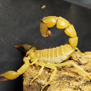 突尼斯黄肥尾蝎