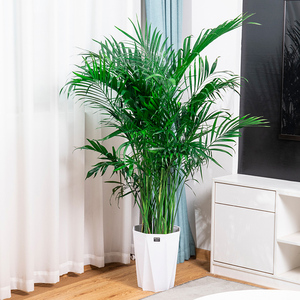 富贵椰袖珍椰子树室内大型绿植盆栽客厅净化空气天然加湿器