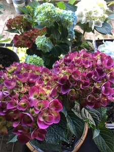 荷兰进口绣球魔幻红樱桃绣球扦插小苗无根扦插枝条秋季发货