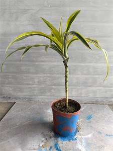 巴西美人盆栽老桩金边龙血树室内办公桌客厅吸甲醛植物一物一拍