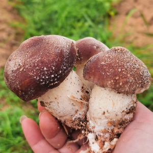 大别山阳光赤松茸3斤新鲜松茸野生菌健康营养煲汤清炒信阳特产