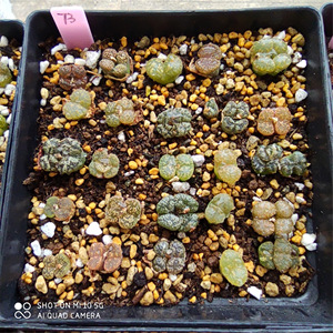 503人付款淘宝蝴蝶勋章十字肉锥超级蝴蝶多肉番杏科植物生石花 缘石番