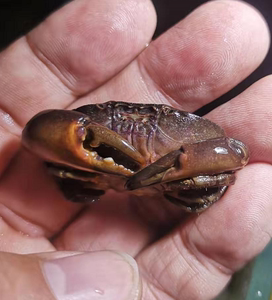 平额石扇蟹 海水原生观赏生物活体