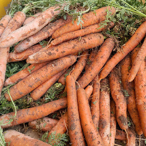 云南高山土胡萝卜农家新鲜现挖吧带泥红黄心榨汁生吃小萝卜3/5斤