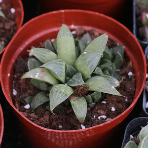 玉露多肉植物盆栽冰灯白斑雪花水晶宝草玉露老庄精品肉肉专用土