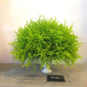 新鲜黄莺草鲜花玫瑰情人节搭配婚礼婚庆云南直发空运包邮