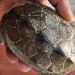 乌龟壳中药材龟背甲250克 生龟甲壳龟上甲 乌龟上壳龟盖 可磨粉