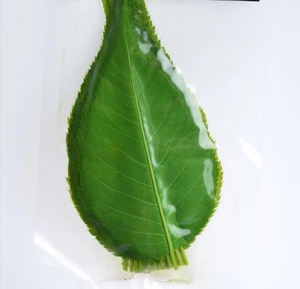 和菓子日式饭团装饰观赏50张1包装饰绿色树叶 盐渍樱花叶2人付款15