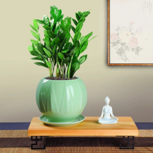 金钱树盆栽植物室内好养花卉客厅办公室绿植大棵钱串子招财小盆景