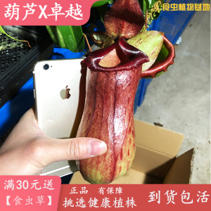 葫芦x卓越猪笼草 -食虫植物室内阳台驱蚊吃苍蝇盆栽捕蚊草造景观