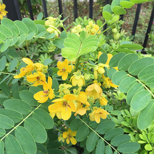 黄金梅双夹槐双荚黄花槐双荚决明黄金梅金凤树防蛇黄金槐金蝶花苗