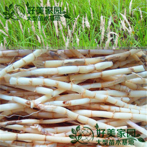新鲜白茅草根