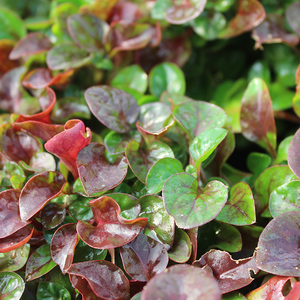 10棵台湾红枸杞菜苗/旱地西洋菜/锦绣苋苗 有机健康蔬菜 保健菜苗