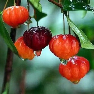 巴西红果仔树苗 灯笼果树苗庭院阳台盆栽果实变色如红灯笼口感甜