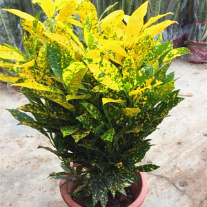 流星变叶木洒金榕树苗黄叶变色木树苗变叶木苗黄金星点木苗