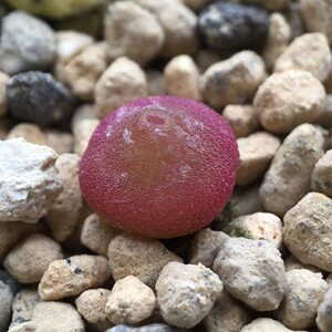 多肉植物肉锥哈默灯泡三年半母本一物一拍