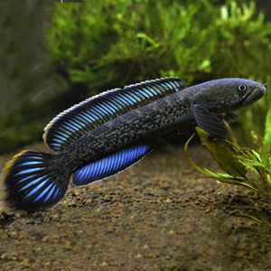 蓝宝石雷龙鱼鬼王雷龙巴卡二型新喜马拉雅蓝闪电皇后黑银河雷龙鱼