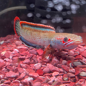 梦幻血斑1型雷龙鱼淡水鱼小型雷龙鱼包邮宠物水族活体热带观赏鱼