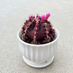 会开花的仙人球四季