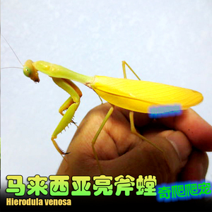 马来西亚亮斧螳螳螂宠物活体斧螳昆虫活体宠物昆虫摄影昆虫教学螳