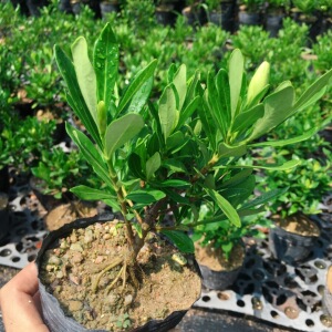 海星栀子花水横枝棒叶型单瓣结果微型盆栽苗原盆发货素材苗包邮