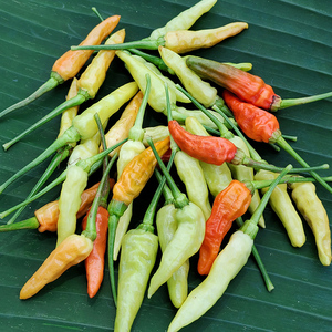 江西赣南新鲜现摘小米辣椒指天辣椒泡椒野山椒白米辣椒朝天椒辣椒