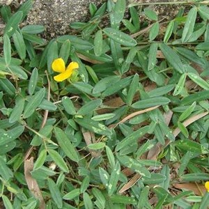 乌龙草二叶人字草中药材丁癸草一条根乌蝇翼草丁贵草苍蝇翼蚂蚁草
