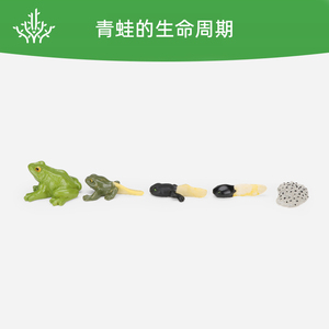 青蛙生命周期模型