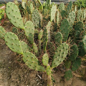 【黄大刺】16#仙人掌盆栽多肉植物嫁接蟹爪兰令箭米邦塔叶片食用