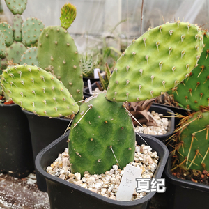 【银扇仙人掌】银盾美花掌美刺团扇暗纹带毛无刺不扎手多肉植物