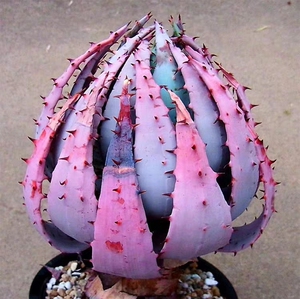 【柏加芦荟-40】实生稀有沙漠粉色芦荟aloe peglerae小苗老桩树