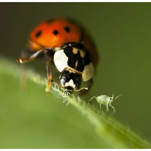 包活七星瓢虫异色多星瓢虫卵幼虫成虫活体专吃蚜虫等花草害虫