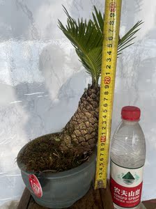 白鳞铁 正宗进口一物一拍 铁树盆栽盆景高杆细长白皮多头铁