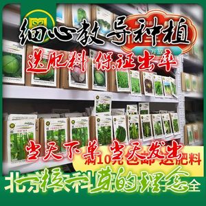 北京农科院京研蔬菜种子原味番茄白菜种子西葫芦甘蓝生菜水果黄瓜
