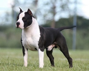 活体斯塔福梗犬美系斯塔福耳朵已做血统护卫犬麒麟名犬繁殖基地21