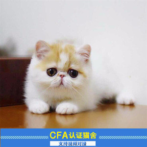 红小胖同款净梵加菲猫活体 异国短毛猫加菲猫幼猫活体杭州本地