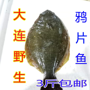 大连海鲜特产新鲜野生大鸦片鱼 牙片鱼 碟鱼偏口鱼比目鱼