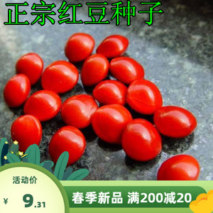 正宗新采红豆种子 海红豆种子 相思红豆籽 孔雀豆 绿化林木树种子