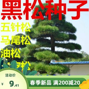 大阪松种子 那须短叶五针松种子 日本黑松马尾松美国红松种子树籽