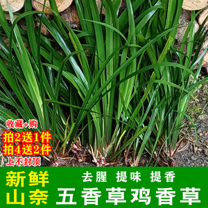 广州金龙动漫科技淘宝贵州新鲜五香草三奈鸡香草菖蒲去腥提香大料